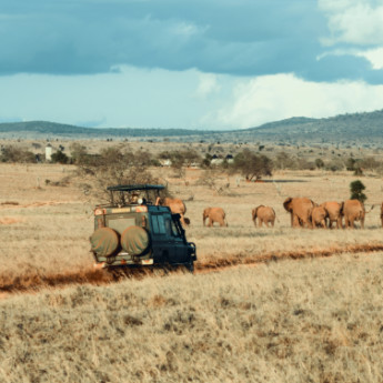 How To See Wildlife Ethically When Travelling
