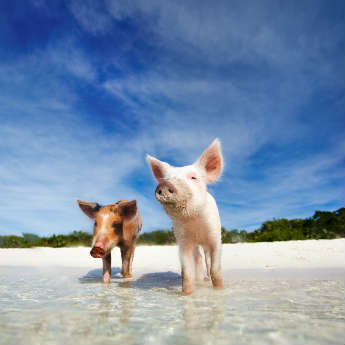 The Best Islands For Animal Lovers
